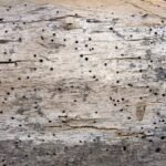 Woodworm Infestation: How to Protect Your Home from Silent Destruction