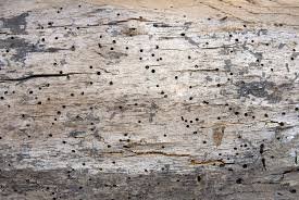 Woodworm Infestation: How to Protect Your Home from Silent Destruction